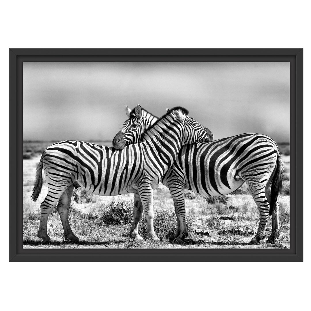 Gerahmtes Wandbild Schmusende Zebras