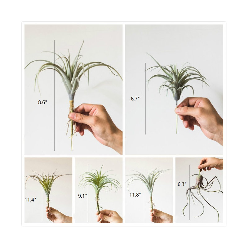 Ensemble de 4 plantes de bureau tillandsia artificielle capitata