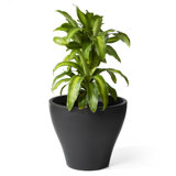 Fernway Self-Watering Plastic Planter