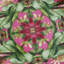 Wonderlust Pink Lotus 8.1in Couped Plate