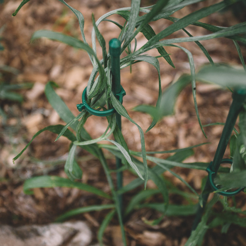  Piquets de plantes réglables, paquet de 16 avec pinces et attaches