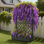 Lit de jardin surélevé roulant avec treillis pour plantes grimpantes