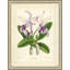 Laelia Amanda Painting