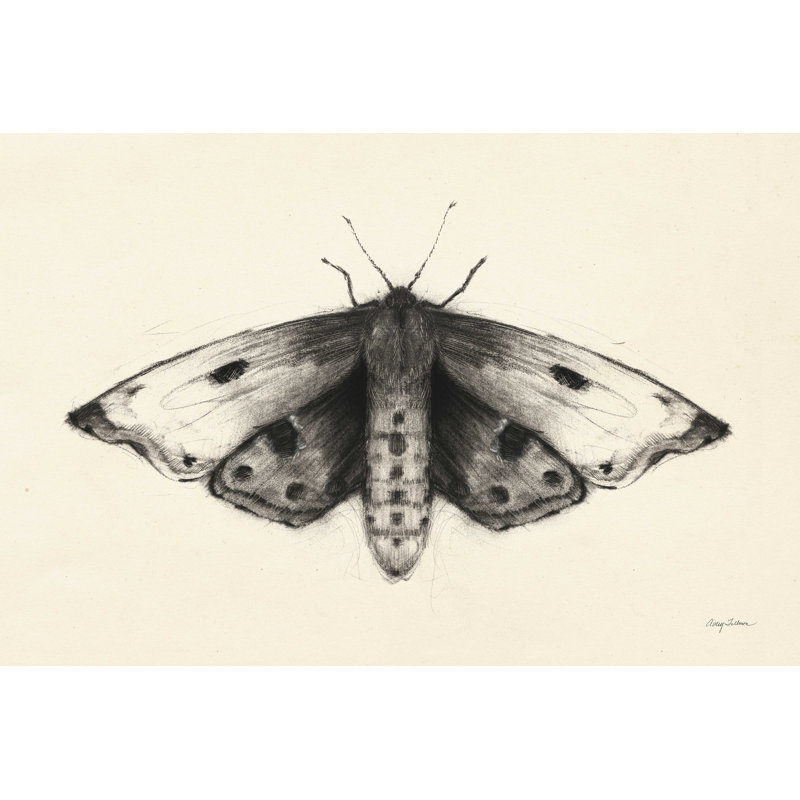 Moth I - peinture sur toile tendue, H 32 po x l 48 po