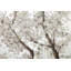 Hand -painted acrylic painting Pearls in Bloom