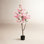 Cherry Blossom Tree in Planter