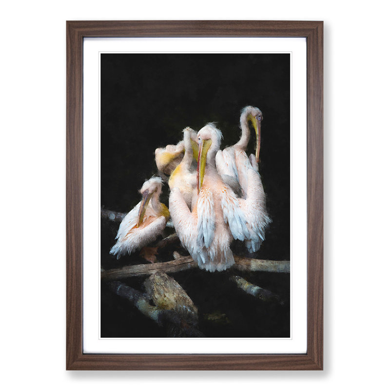Pelicans - Framed Print, 65cm H x 48cm W x 2cm D, Walnut Framed