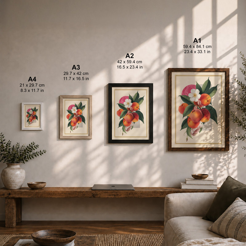 Peach Blossom Study Botanical - Framed Print, A1 - 84.1 x 59.4 cm, White