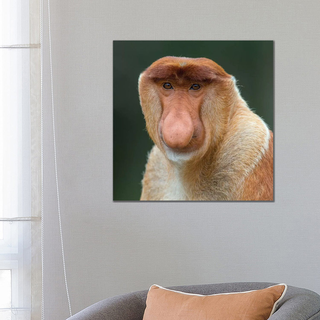 Proboscis Monkey Male Portrait Borneo by Mogens Trolle - Wrapped Canvas Print