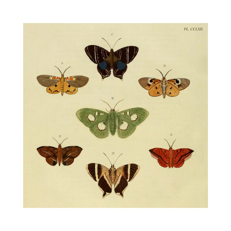Plate 262 by Cramer & Stoll - Wrapped Canvas Gallery-Wrapped Canvas Giclée, 30.48 cm H x 30.48 cm W