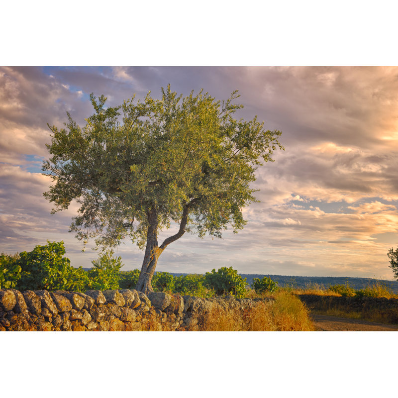 Olive Tree by WillSelarep - Wrapped Canvas Print, 81cm H x 122cm W x 3.8cm D