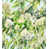 Green Quartz selected