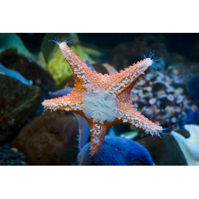 Starfish Glow by Rocketegg - No Frame Print on Canvas