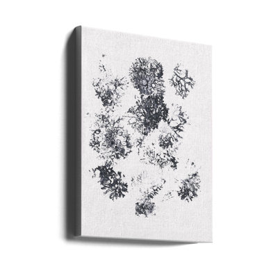 Plantes II