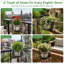 Hanging Plant Pot Plant Stand