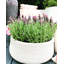 Victorian Box Square Light Stone Planter By Idealist Lite-1391143907-1417649017