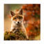 Fox par Robert Adamec - reproduction de photo sur toile tendue-334068955