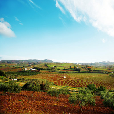 Vineyards and Olive Tree 1 Piece Wrapped Canvas Wall Art