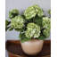Hortensia double bleu 91 cm-509150671
