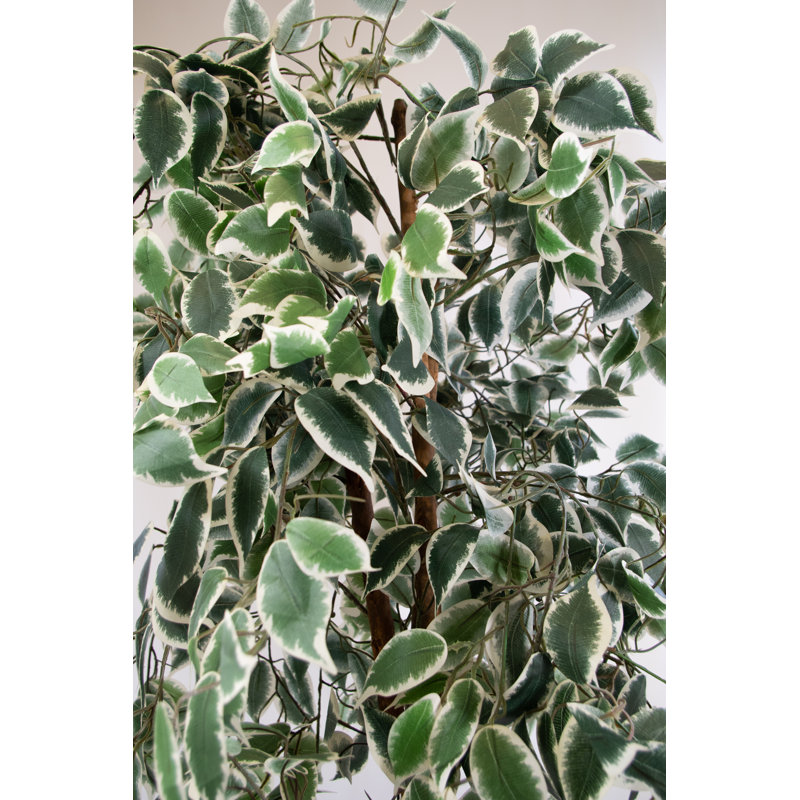 183cm Faux Ficus Tree Tree in Pot