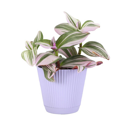 Live Tradescantia Nanouk Plant