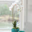 Phalaenopsis Orchids Flowers-67932854