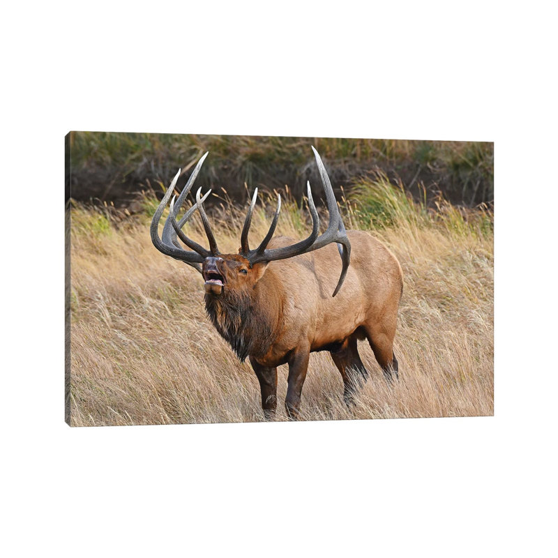 His Majesty by Brian Wolf - Wrapped Canvas Print, 20.32 cm H x 30.48 cm W