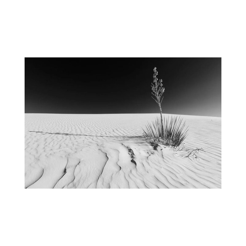White Sands Nature | Monochrome by Melanie Viola - Wrapped Canvas Print, 20.32 cm H x 30.48 cm W