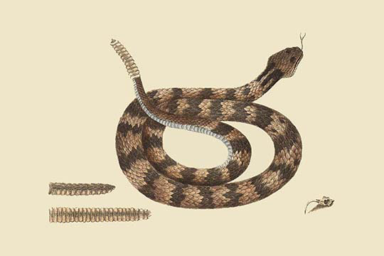 « rattlesnake » par catesby catesby, impression, H 28 po x l 42 po x P 1,5 po