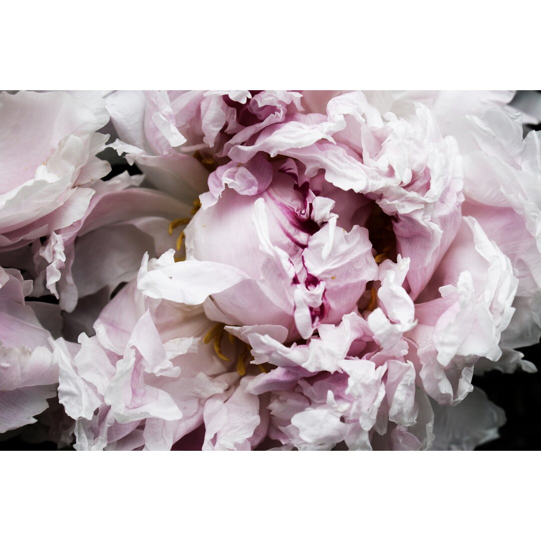 Leinwandbild Pink Peony Passion II von Irena Orlov