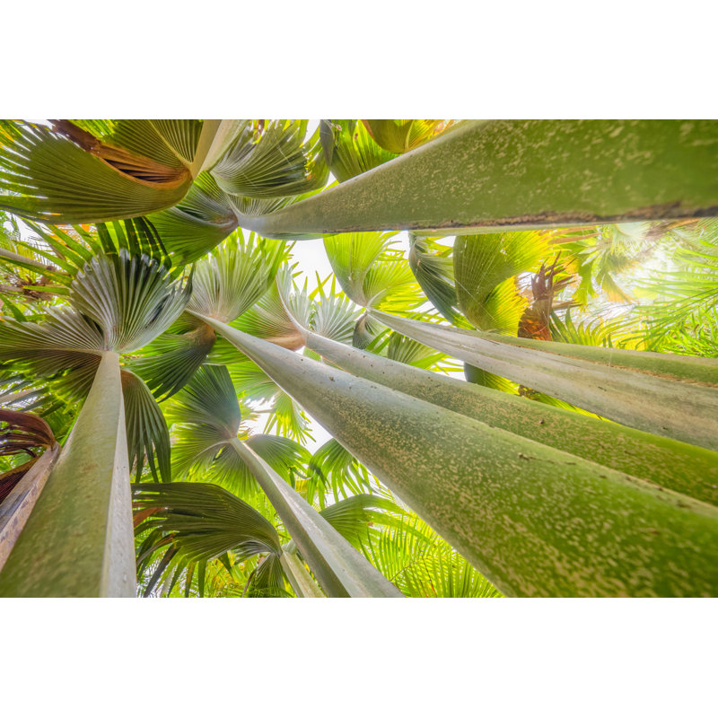 Palm tree " Coco De Mer " in Rainforest, 30cm H x 46cm W