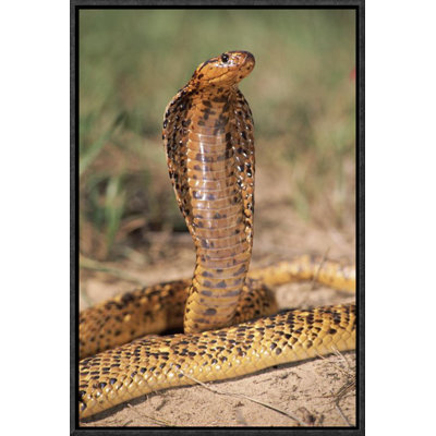 " Cape Cobra Speckled Morph, "