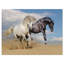 Chevaux blancs et noirs au galop dans le désert - reproduction de photo sur toile tendue-29495875