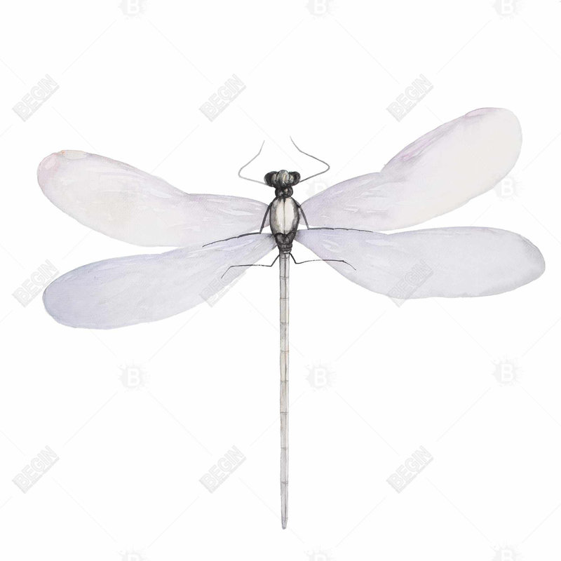 Delicate dragonfly - 32"x32" art on canvas