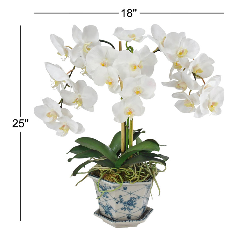 ORCHID IN ACACHE POT
