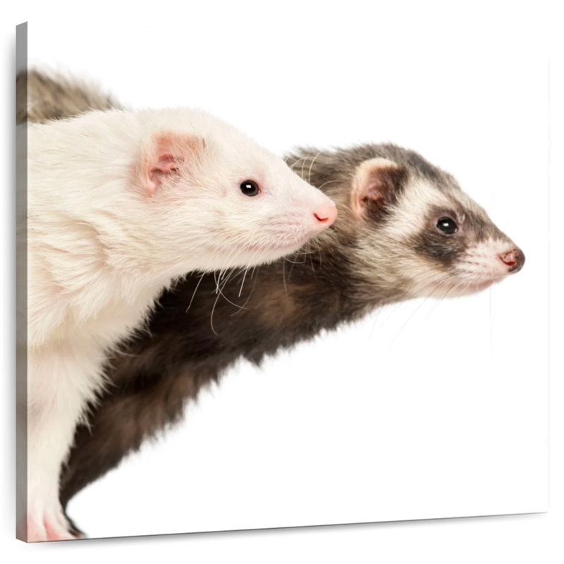 Crowle Two Curious Ferrets, 24" H x 24" W