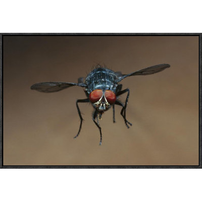 " Blue Bottle Fly Flying "