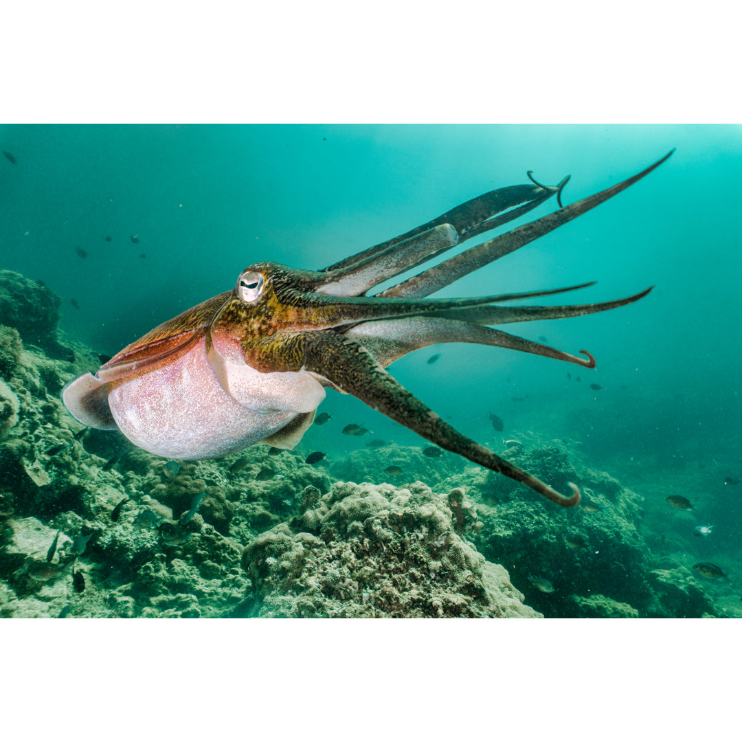 Tintenfisch unter Wasser von Placebo365 - Druck ohne Rahmen auf Leinwand