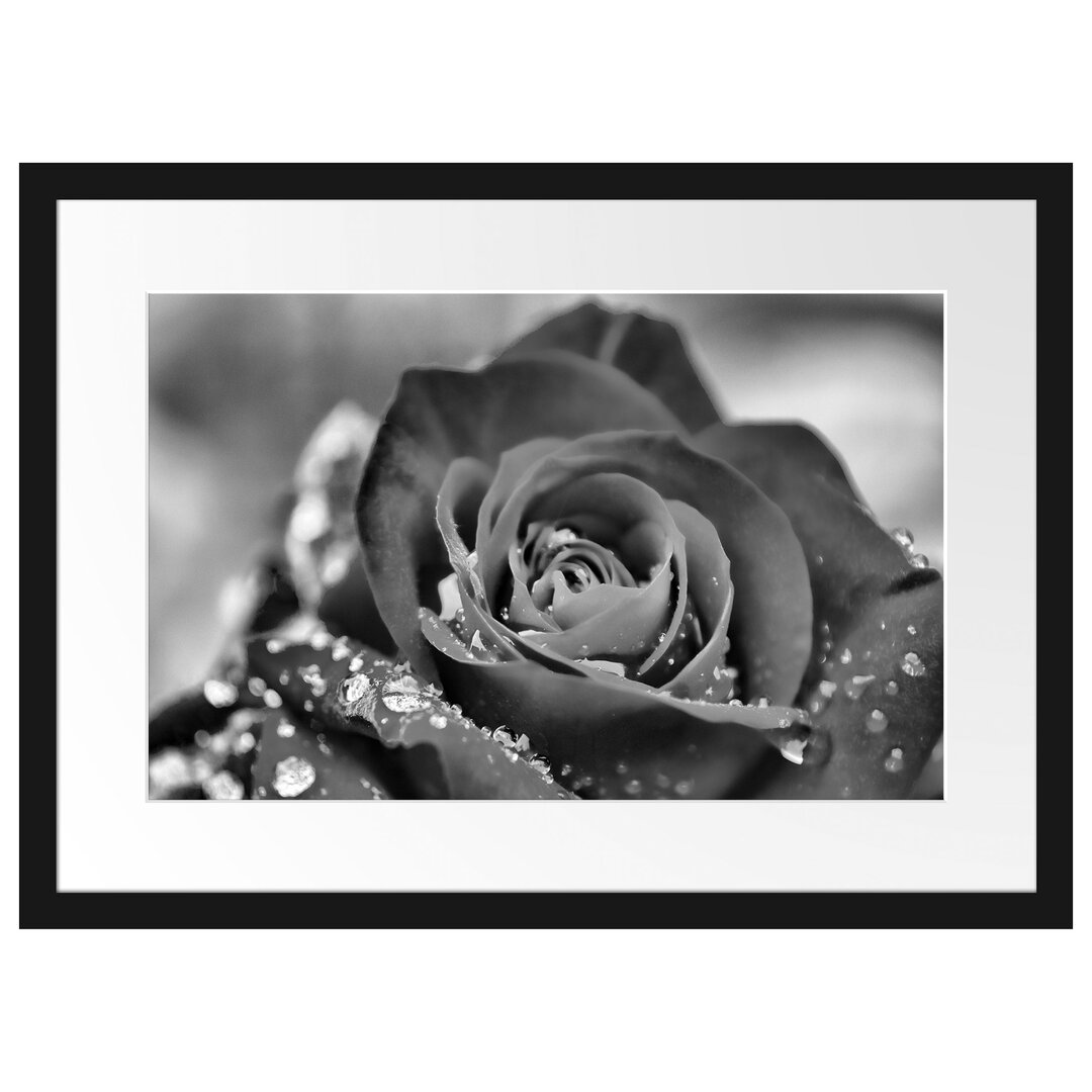 Gerahmtes Poster Rose mit Wassertropfen