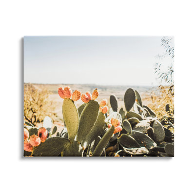 Cactus ensoleillé par Krista Broadway - photographie