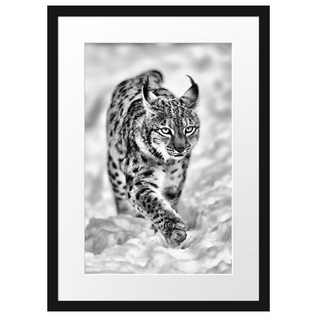 Gerahmtes Poster Luchs im Schnee