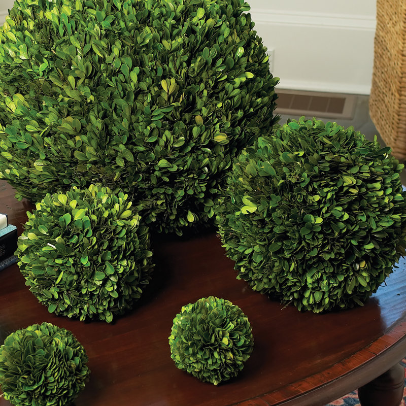 Preserved Greens Topiary, Hedge Plant in, 8" H x 8" W x 8" D