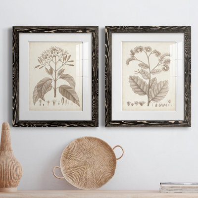 Antique sépia botanicals III - ensemble de 2 reproductions d'art sur papier encadré