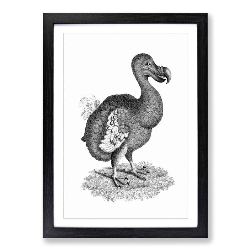 Dodo in Black and White by George Shaw - Picture Frame Drawing Print on MDF, 48cm H x 36cm W x 2cm D, Black Framed