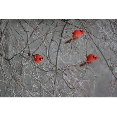 " Three Red Cardinals " by Bobdaveant