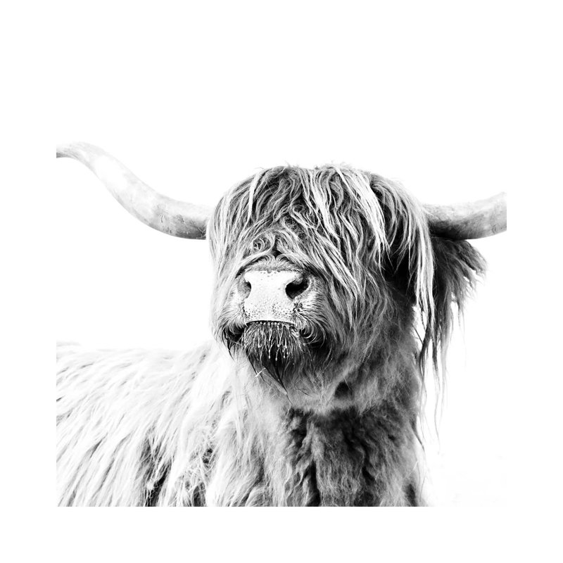 Highland Cattle Frida Black And White Square by Monika Strigel - Wrapped Canvas Print, 45.72 cm H x 45.72 cm W x 1.91 cm D