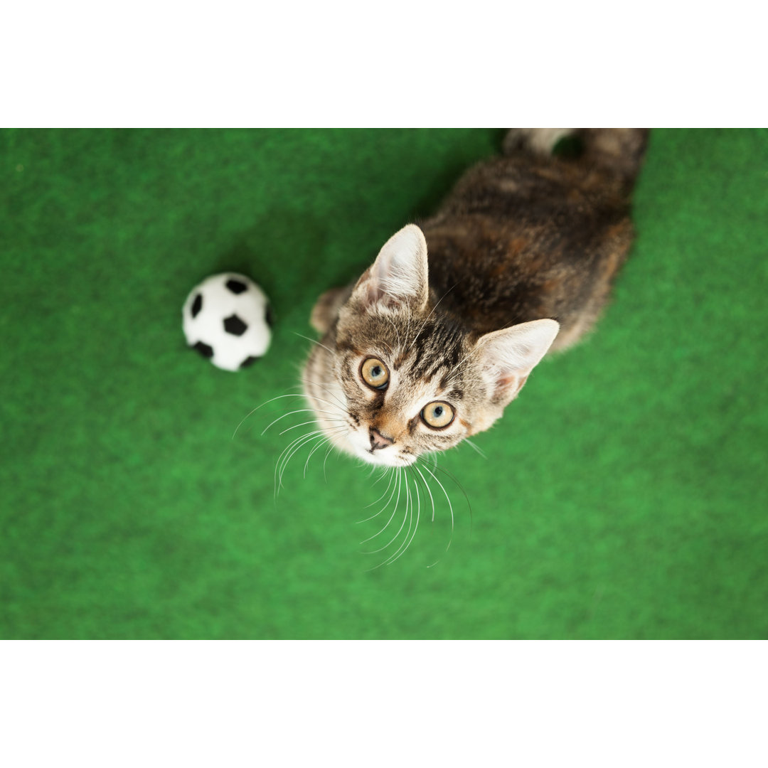 Fußball Katze von W-ings - Leinwandbild