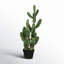 Cactus vert en pot 31 po