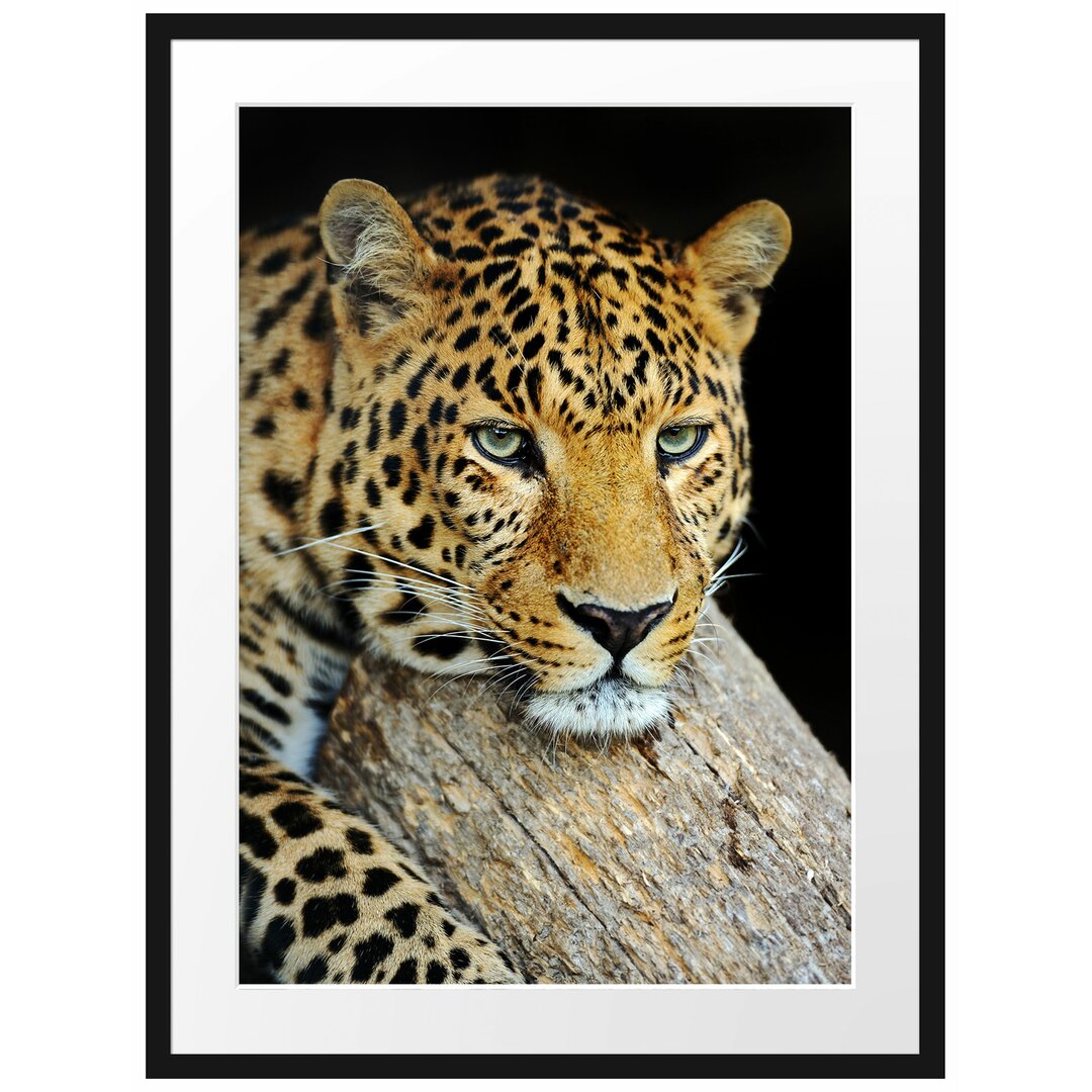 Gerahmtes Poster Ruhiger Leopard