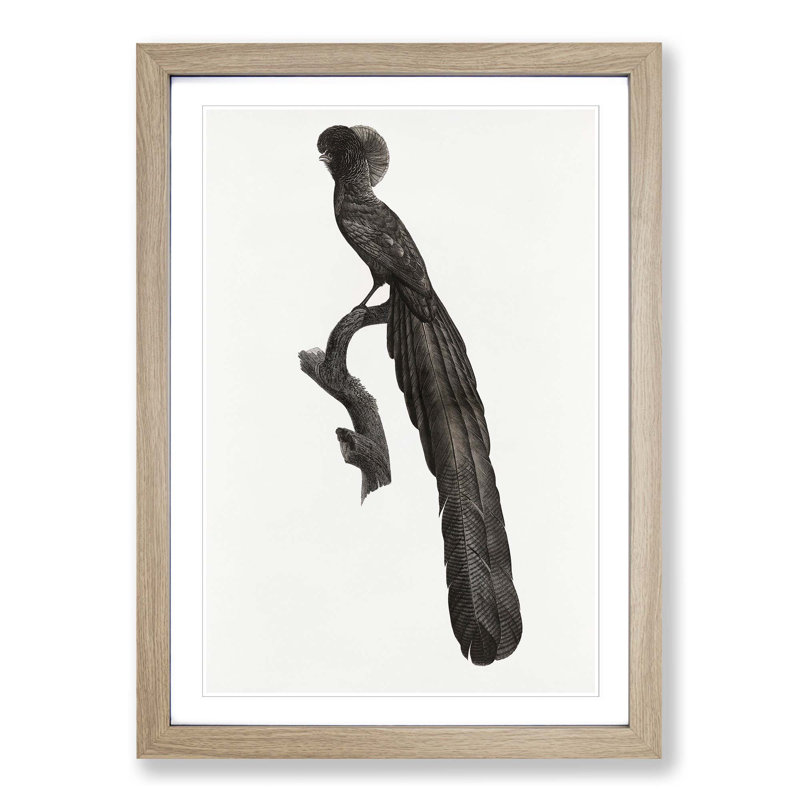 Magpie Bird of Paradise by Jacques Barraband - Picture Frame Art Print, 36cm H x 27cm W x 2cm D, Oak Framed